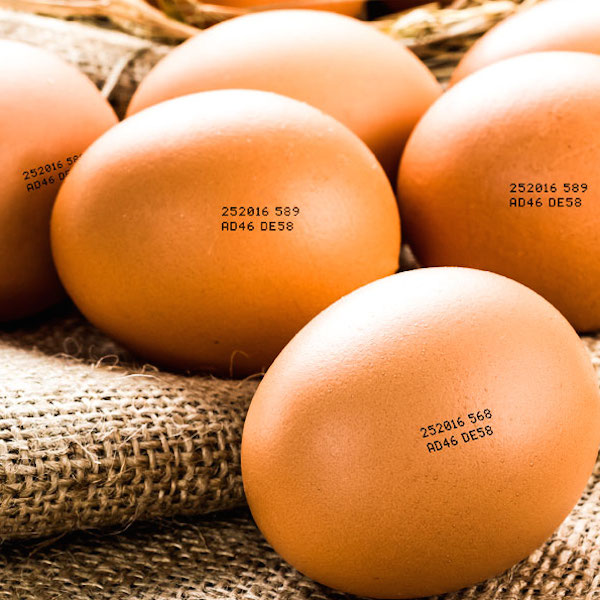 egg